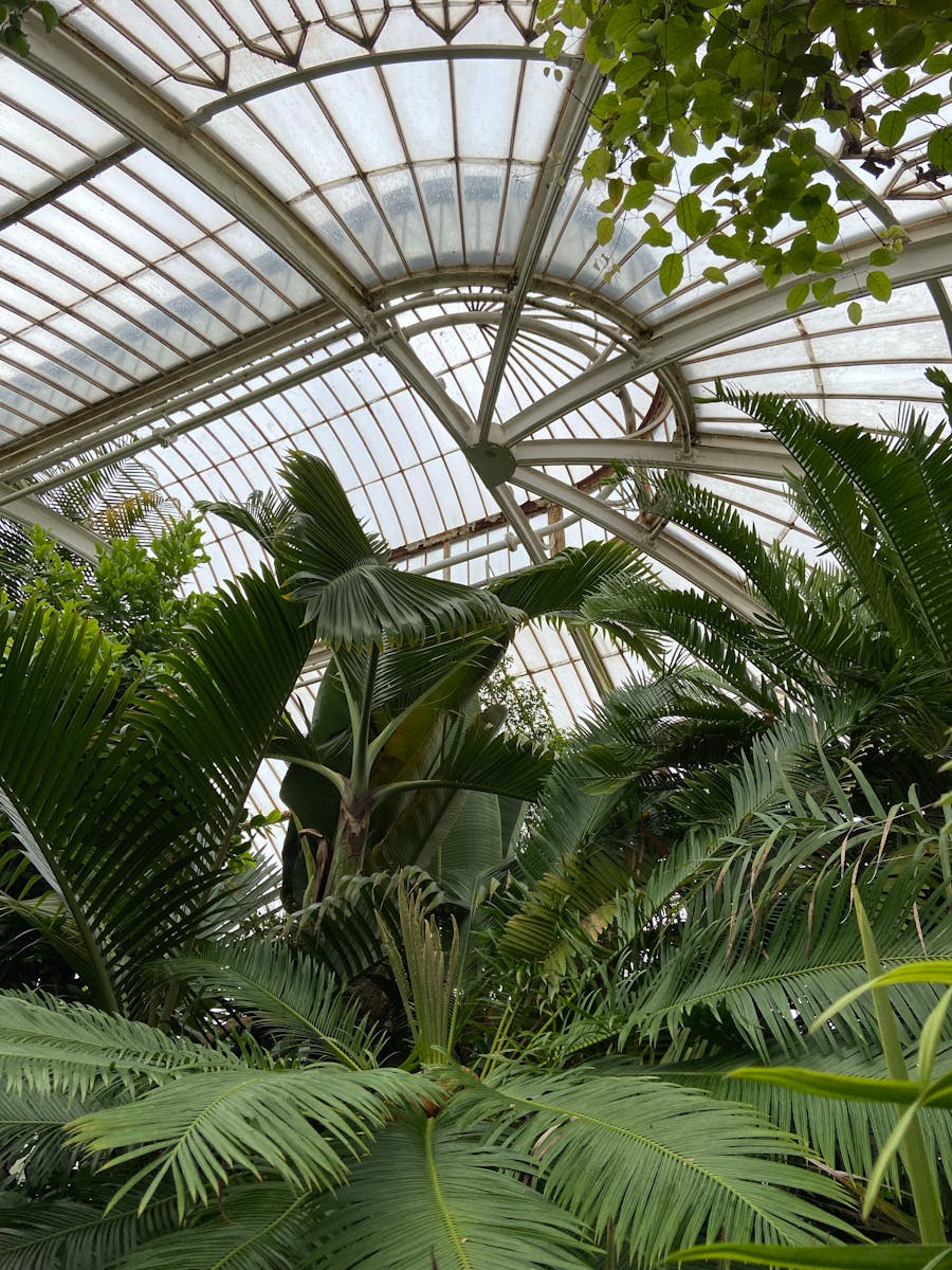 Explore the lush tropical plants under the curved glass roof of a vibrant greenhouse.