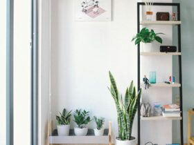 Bright, modern interior with minimal decor, featuring lush houseplants, shelving, and natural light.