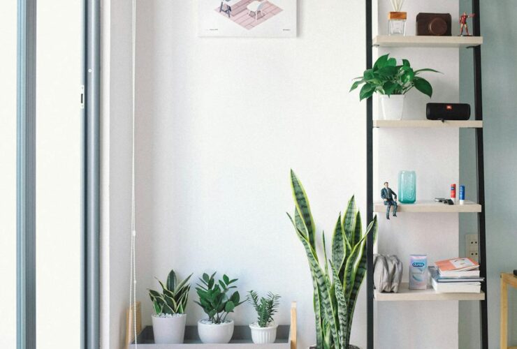 Bright, modern interior with minimal decor, featuring lush houseplants, shelving, and natural light.