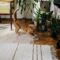 A ginger cat stretches by a plant in a cozy room, showcasing home comfort and interior design.