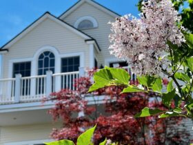 a tree with pink flowers in front of a white building